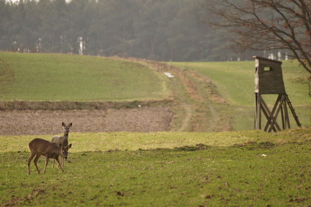 SONY DSC Piotr Frohlke #189481
