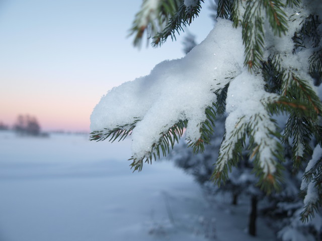 seylll OLYMPUS DIGITAL CAMERA