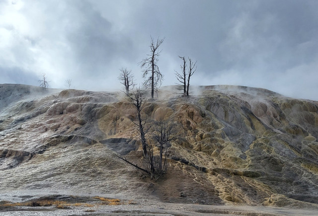 było drzewo... Stanisław Hawrus #348536