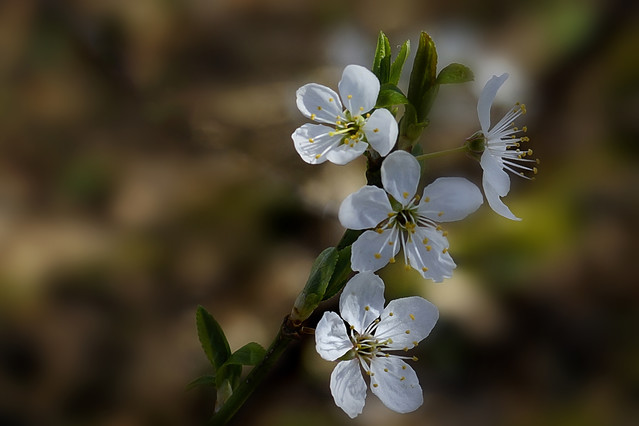 Sławek Rezerwa #348878