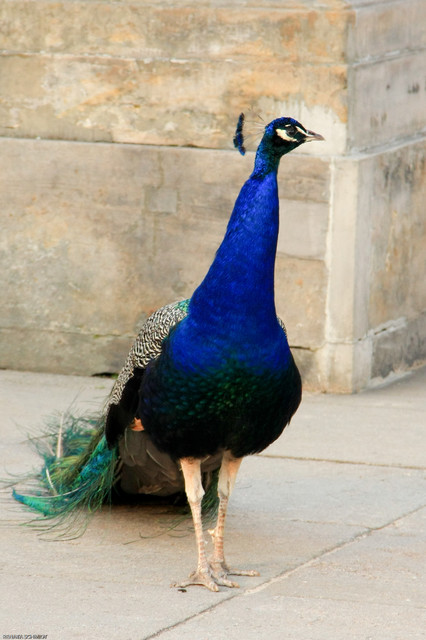 Paw Warszawa - Łazienki Renata Schmidt #101364