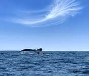 Stanisław Hawrus Na Pacyfiku 