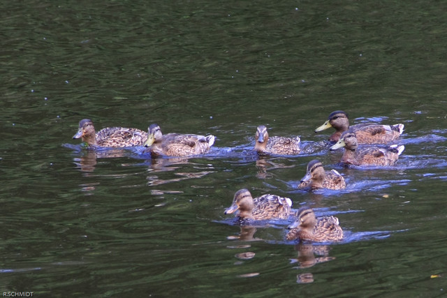 Lokatorzy - Wilanów Warszawa - Wilanów Renata Schmidt #101974
