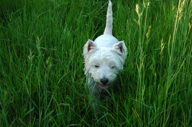 qcyber West Highland white terrier - Rasti