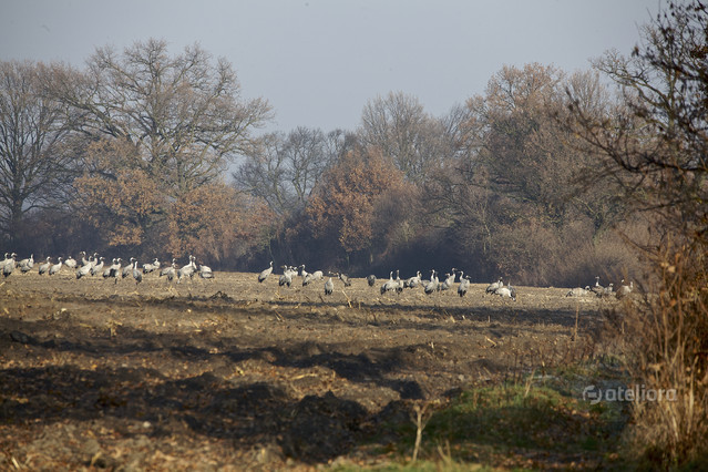 MarekCzubaszek #182195