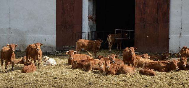 SzynobusExtra #286077