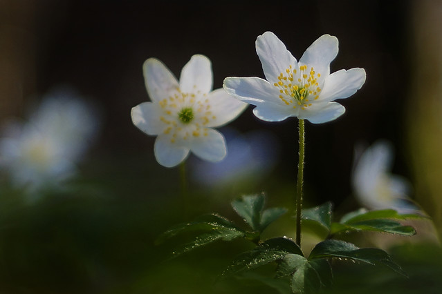 Sławek Rezerwa #348912