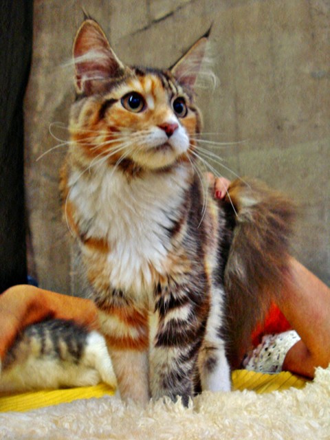 annaadamska12 #198581