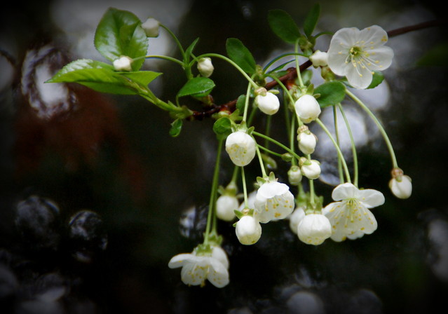 wiosnaa 2013 Picasa #208972