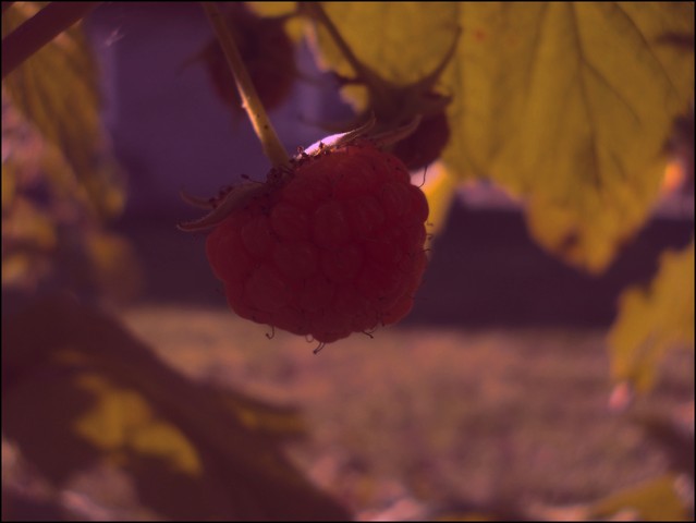 Sylwia Stańczykowska 