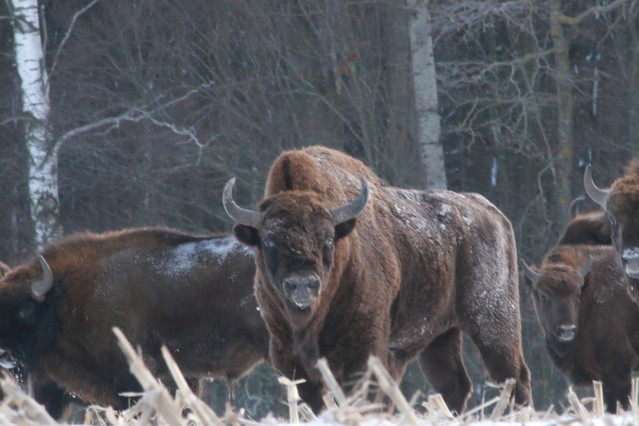 Tomasz Pisulla #348619