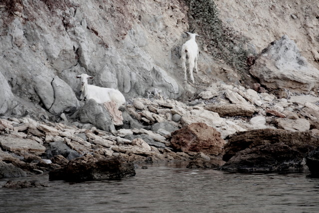 Symbiosis II, photography Jolanta Dziuk Jolanta Dziuk #181809