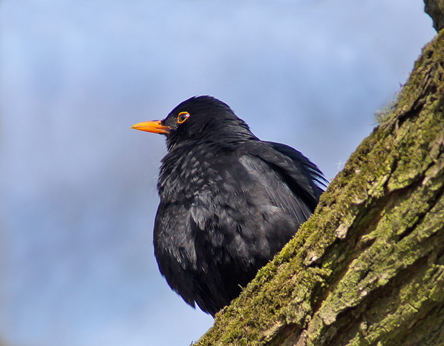 KOS Z PARKOWEJ ALEJKI trocinek1 #196027