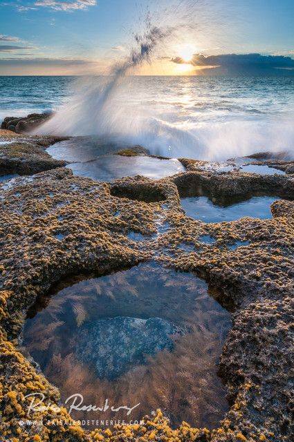 Raico Rosenberg #200844