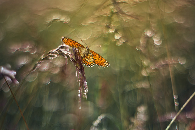 macrofun Gdy budzi się dzień :)