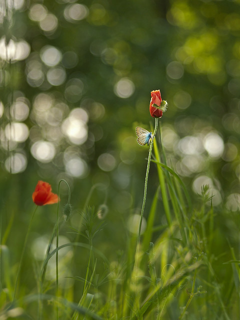 macrofun Łąkowe pejzaże-kontynuacja
