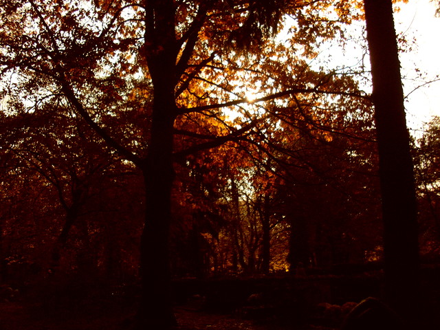 Jesienne barwy Anna Maj #135503