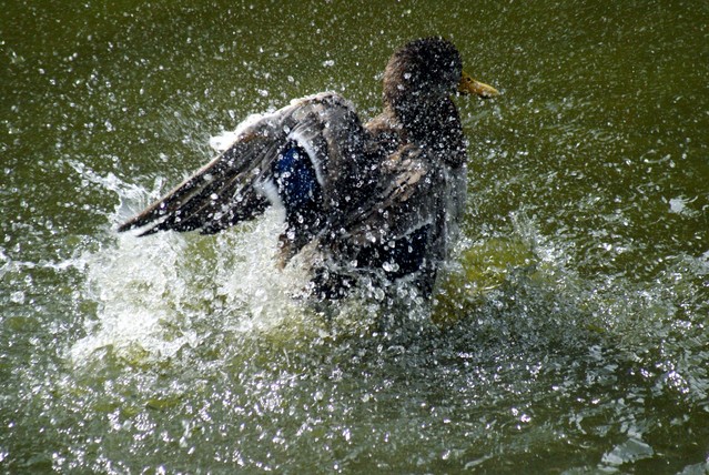 SONY DSC Bajaaa #196837