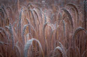 Krzysztof Tollas | Fields of grain