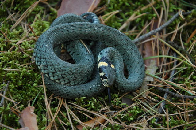 qcyber Zaskroniec zwyczajny (Natrix natrix)