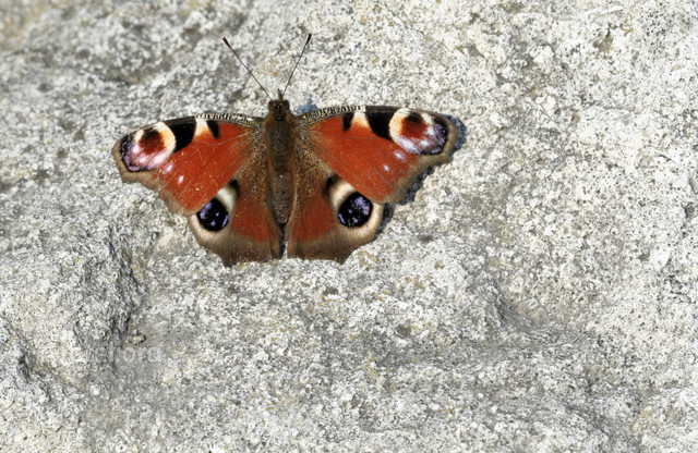 Rusałka pawik iwonek #132880