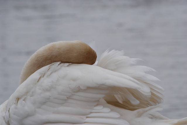 Agnieszka Nawrocka #288028