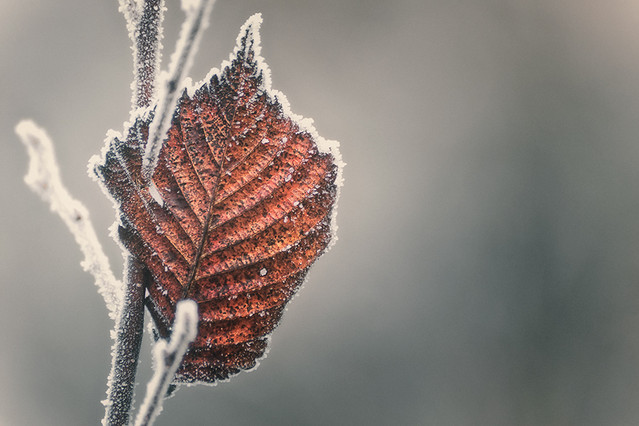 jesień listy pisze... PRZEMEK KIJOWSKI -AUTOR #178253