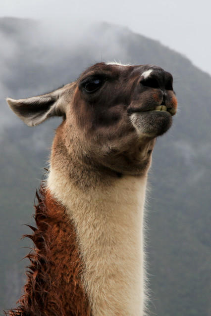 Jam LLama Machu Picchu. Peru. Piotr Schmidt #106370