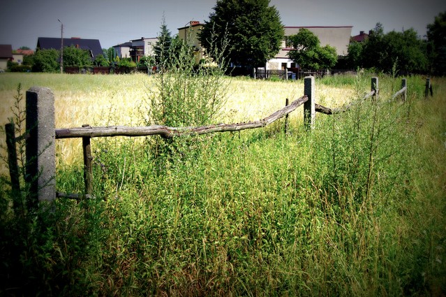 Picasa Tychy 
