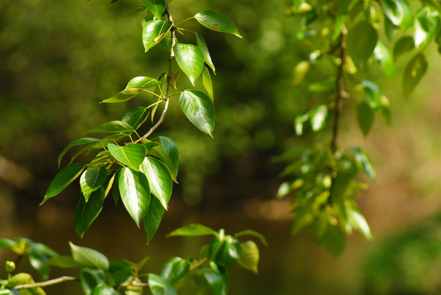 SONY DSC Misiekmaestro #173667