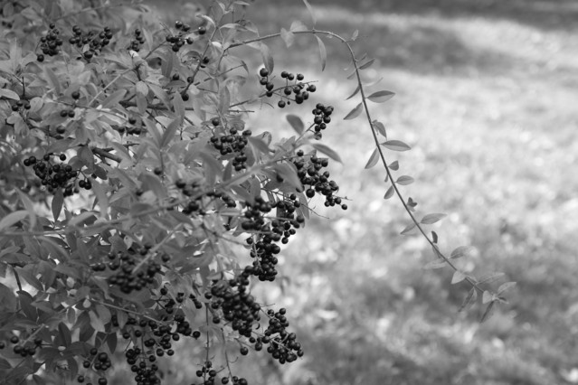 Kacper Sokołowski #171481