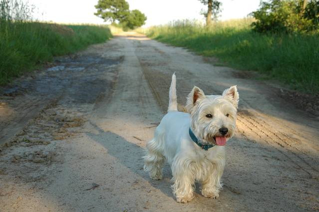 qcyber West Highland white terrier - Rasti