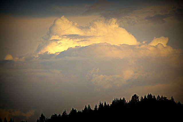 SONY DSC Picasa #166356