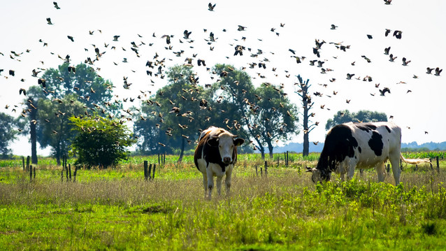Pastwisko Krzysztof Tollas #317904