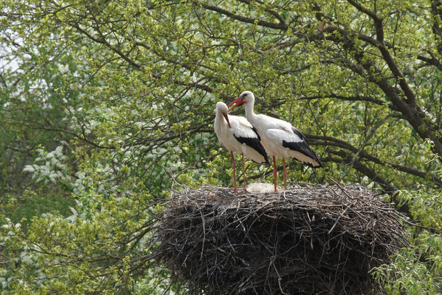 Witold Nowakowski #324882