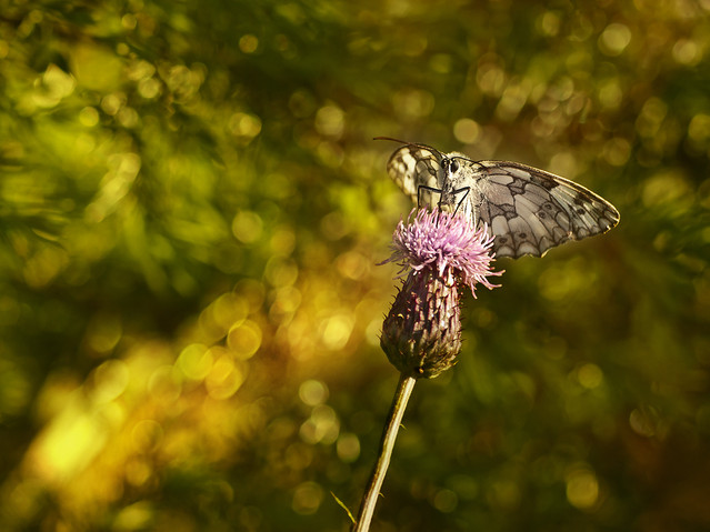 macrofun Żagiel na kosmiczny wiatr...