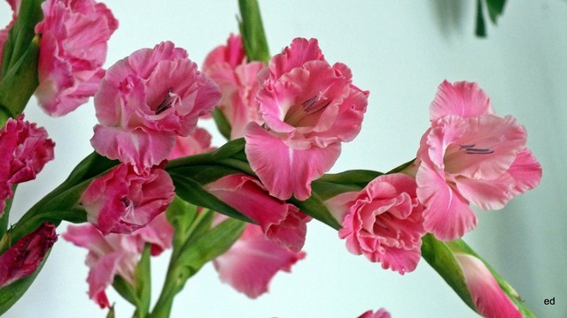 Kwiatki Picasa #310584