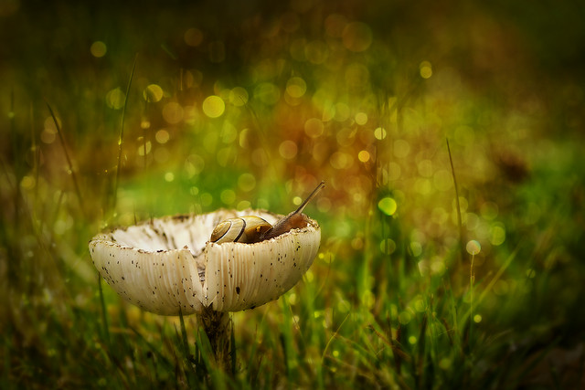 macrofun Ukrywam się tu ;)