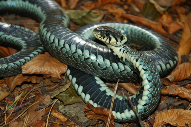 qcyber Zaskroniec zwyczajny (Natrix natrix)
