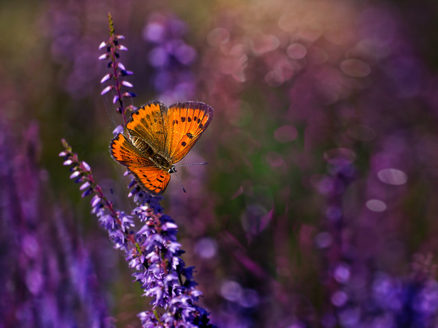 macrofun Przyłapany na wrzosowisku