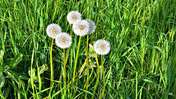 Picasa 