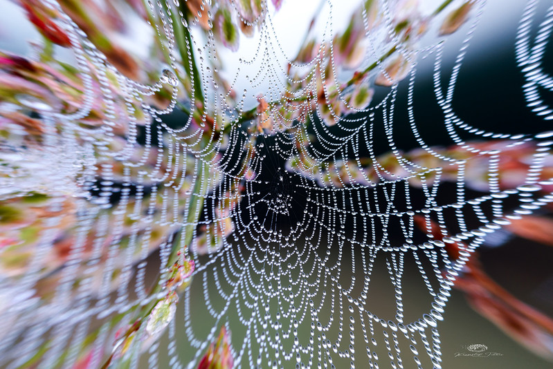 Krzysztof Tollas | Spiders’ Webs