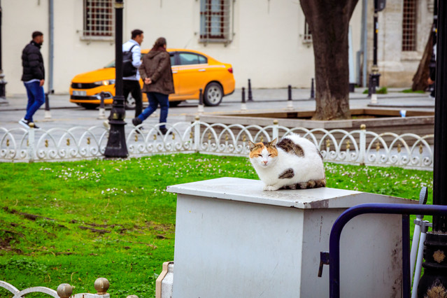 Koty Stambułu PIOTR SCHMIDT +48535444106 #348823