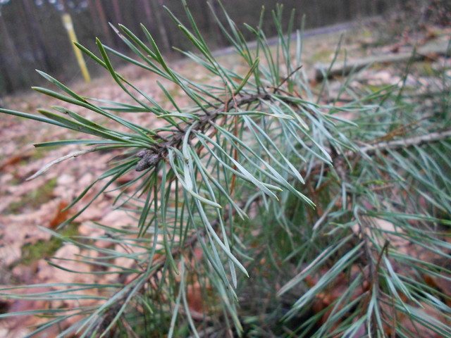 Artur Oziewicz #188236