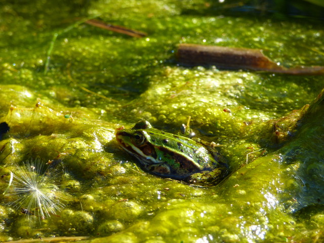 Natalia Cierebiej #298380