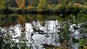 Picasa 