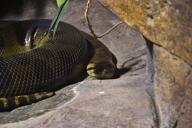 STANISLAW TWARDOWSKI #170180