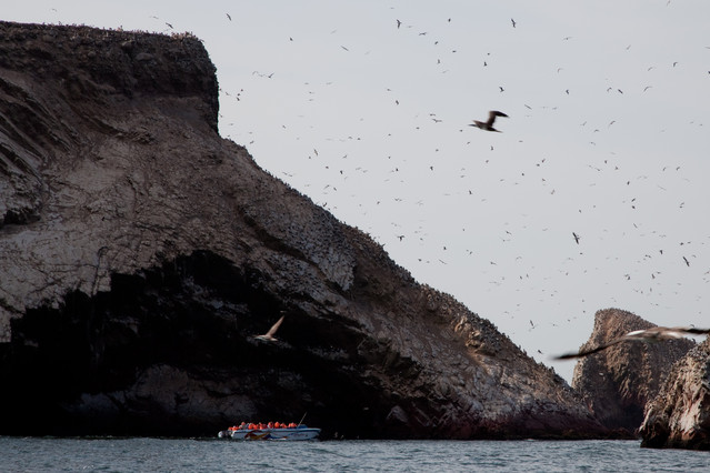Fauna rezerwatu Paracas. Paracas, Islas Ballestas. Peru Piotr