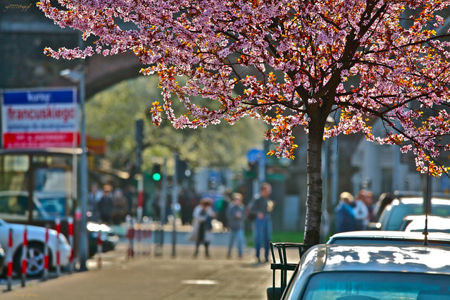 Andrzej Goszcz #204146