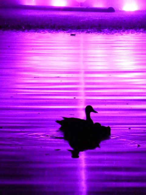 Natalia Cierebiej #298381